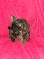 Fluffy, a female Chihuahua for sale in Darlington, MD – 3 of 5