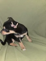 Snap dragon, a female Chihuahua for sale in Darlington, MD – 3 of 3