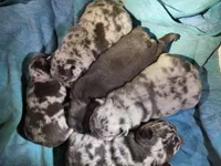 Litter photo, a female French Bulldog for sale in Darlington, MD – Photo 6 of 6