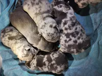 Litter photo, a female French Bulldog for sale in Darlington, MD – Photo 3 of 6