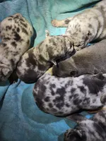 Litter photo, a female French Bulldog for sale in Darlington, MD – Photo 4 of 6