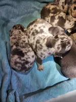 Litter photo, a female French Bulldog for sale in Darlington, MD – Photo 5 of 6