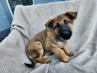 Daisy, a female German Shepherd Dog for sale in Darlington, MD – Photo 3 of 3