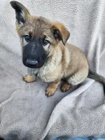 Daisy, a female German Shepherd Dog for sale in Darlington, MD – Photo 2 of 3