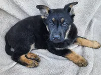 Max, a male German Shepherd Dog for sale in Darlington, MD – Photo 2 of 4