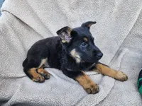 Max, a male German Shepherd Dog for sale in Darlington, MD – Photo 4 of 4