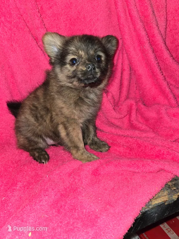 Fluffy – Chihuahua puppy for sale in Darlington, MD