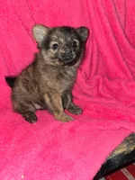 Fluffy, a female Chihuahua for sale in Darlington, MD – 5 of 5