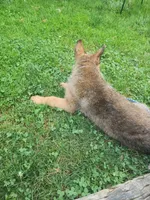 Cooper, a male German Shepherd Dog for sale in Darlington, MD – 3 of 4