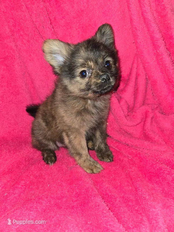 Fluffy – Chihuahua puppy for sale in Darlington, MD