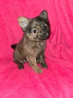 Fluffy, a female Chihuahua for sale in Darlington, MD – 1 of 5
