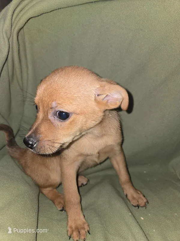 Trouble lol – Chihuahua puppy for sale in Darlington, MD