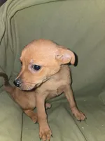 Trouble lol, a male Chihuahua for sale in Darlington, MD – 1 of 3
