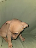 Trouble lol, a male Chihuahua for sale in Darlington, MD – 2 of 3