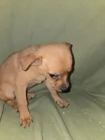 Trouble lol, a male Chihuahua for sale in Darlington, MD – 3 of 3