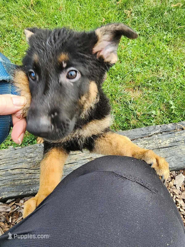 Mocha – German Shepherd Dog puppy for sale in Darlington, MD