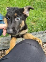 Mocha, a male German Shepherd Dog for sale in Darlington, MD – 1 of 2
