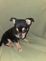 Snap dragon, a female Chihuahua for sale in Darlington, MD – 2 of 3