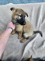 Penny, a female German Shepherd Dog for sale in Darlington, MD – Photo 4 of 4