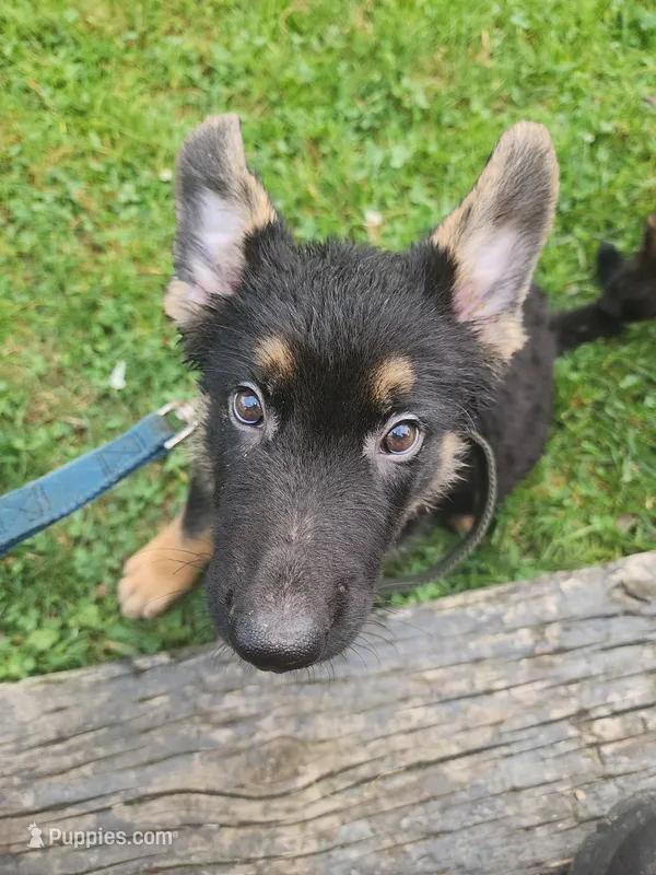 Buddy – German Shepherd Dog puppy for sale in Darlington, MD