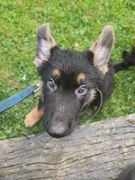Buddy, a male German Shepherd Dog for sale in Darlington, MD – 1 of 3