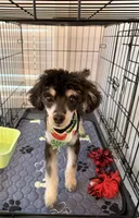 Phantom, a male Poodle - Toy  for sale in Greenville, SC – 1 of 5