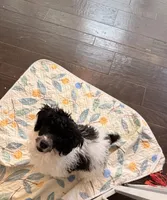 Shadow , a male Poodle - Toy  for sale in Greenville, SC – 3 of 4