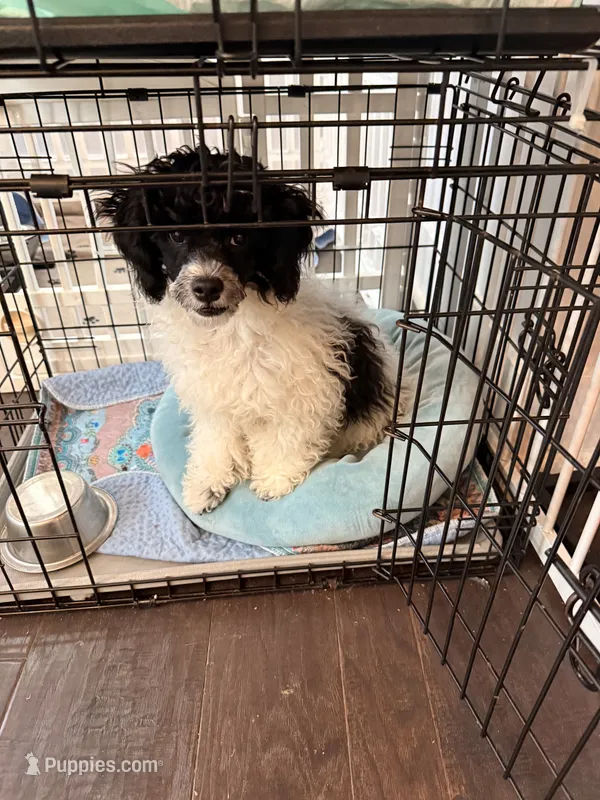 Shadow  – Poodle - Toy  puppy for sale in Greenville, SC