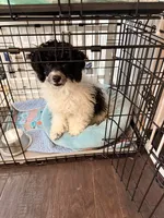 Shadow , a male Poodle - Toy  for sale in Greenville, SC – 1 of 4