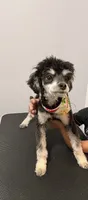 Phantom, a male Poodle - Toy  for sale in Greenville, SC – 3 of 5