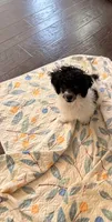 Shadow , a male Poodle - Toy  for sale in Greenville, SC – 4 of 4