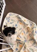 Shadow , a male Poodle - Toy  for sale in Greenville, SC – 2 of 4