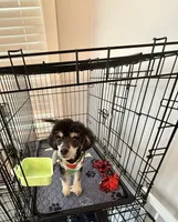 Phantom, a male Poodle - Toy  for sale in Greenville, SC – 2 of 5