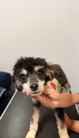 Phantom, a male Poodle - Toy  for sale in Greenville, SC – 4 of 5