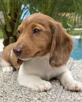 Dexter , a male Miniature Dachshund for sale in Joplin, MO – Photo 5 of 10