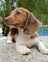 Dexter , a male Miniature Dachshund for sale in Joplin, MO – Photo 9 of 10