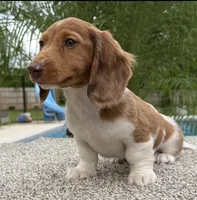 Dexter , a male Miniature Dachshund for sale in Joplin, MO – Photo 7 of 10