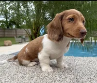 Dexter , a male Miniature Dachshund for sale in Joplin, MO – Photo 6 of 10