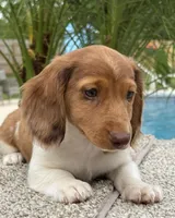Dexter , a male Miniature Dachshund for sale in Joplin, MO – Photo 10 of 10