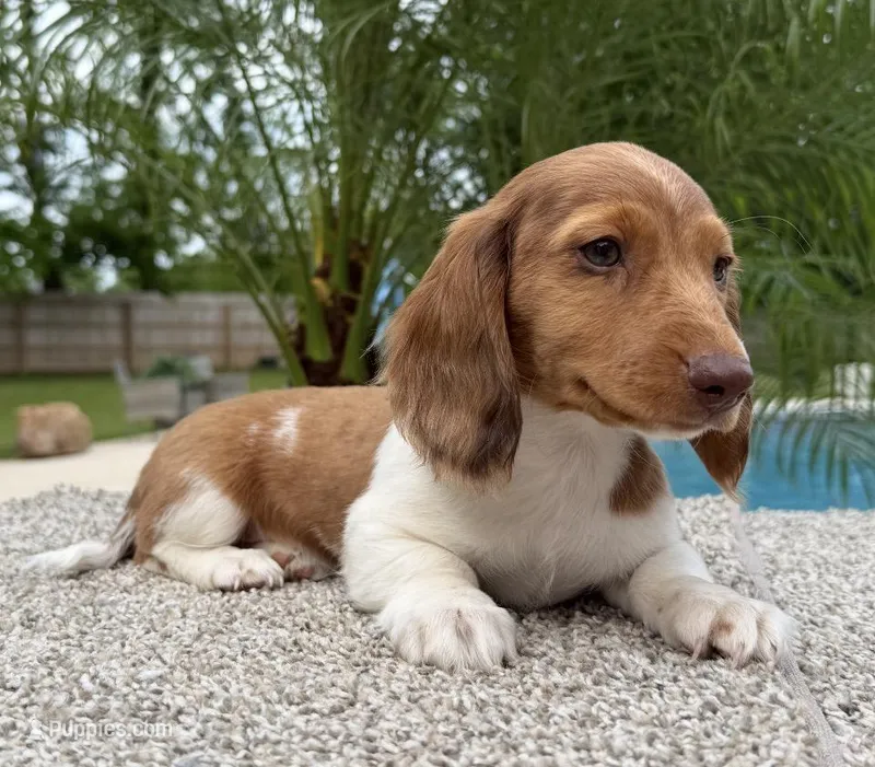 Dexter , a male Miniature Dachshund for sale in Joplin, MO – Photo 1 of 10