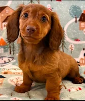 Sadie, a female Miniature Dachshund for sale in Springfield, MO – Photo 9 of 10