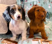 Sadie, a female Miniature Dachshund for sale in Springfield, MO – Photo 8 of 10