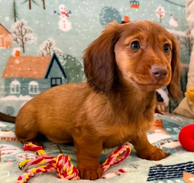 Sadie, a female Miniature Dachshund for sale in Springfield, MO – Photo 1 of 10