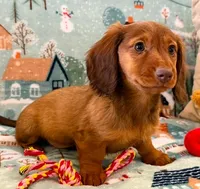 Sadie, a female Miniature Dachshund for sale in Springfield, MO – Photo 1 of 10