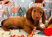 Sadie, a female Miniature Dachshund for sale in Springfield, MO – Photo 5 of 10