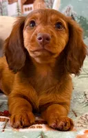 Sadie, a female Miniature Dachshund for sale in Springfield, MO – Photo 10 of 10