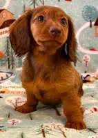Sadie, a female Miniature Dachshund for sale in Springfield, MO – Photo 3 of 10