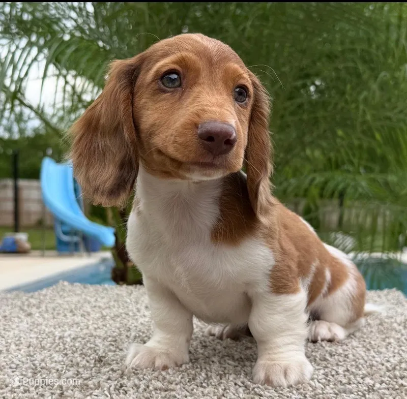 Dexter  – Miniature Dachshund puppy for sale in Joplin, MO