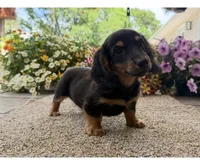Dash , a male Miniature Dachshund for sale in Joplin, MO – 3 of 8