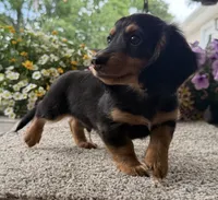 Dexter Boy , a male Miniature Dachshund for sale in Joplin, MO – 5 of 10